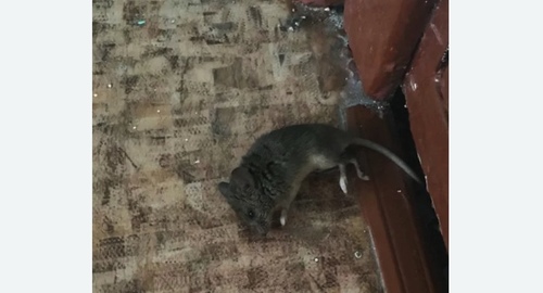 Дезинфекция от мышей в Кашире