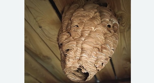 Обработка от шершней в Кашире