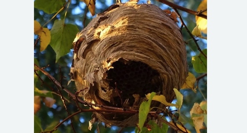Уничтожение шершней в Кашире