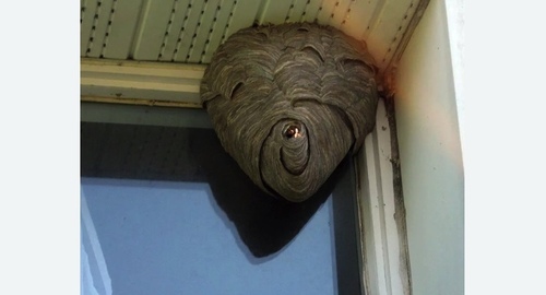 Уничтожение ос в Кашире