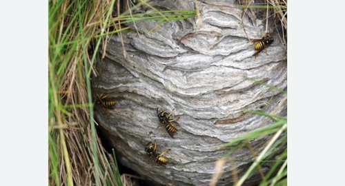 Уничтожение ос и ульев в Кашире
