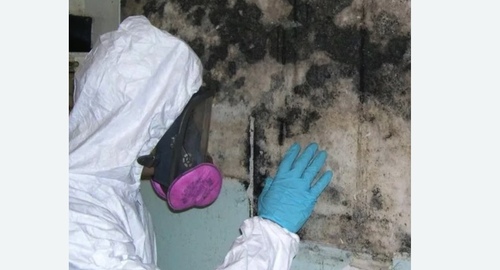 Уничтожение плесени в Кашире