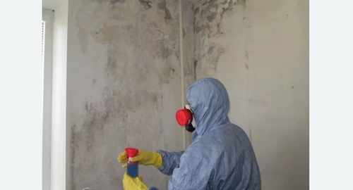 Удаление плесени в квартире. Кашира