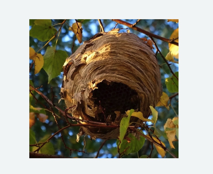 Обработка от шершней в Кашире