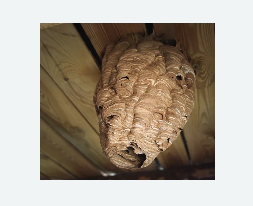 обработка от шершней в Кашире