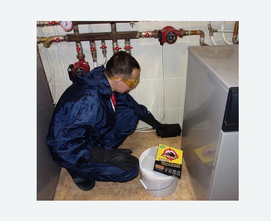 Уничтожение крыс Уничтожение крыс в Кашире