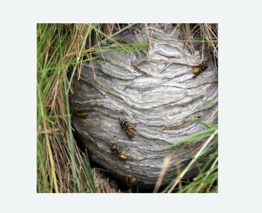 Уничтожение ос и ульев Уничтожение ос и ульев в Кашире